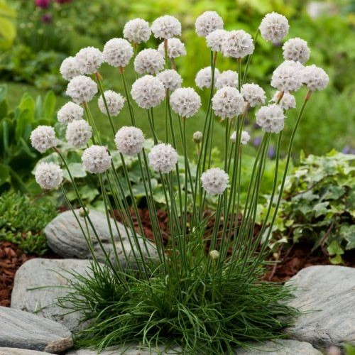 Armeria maritima “Alba”