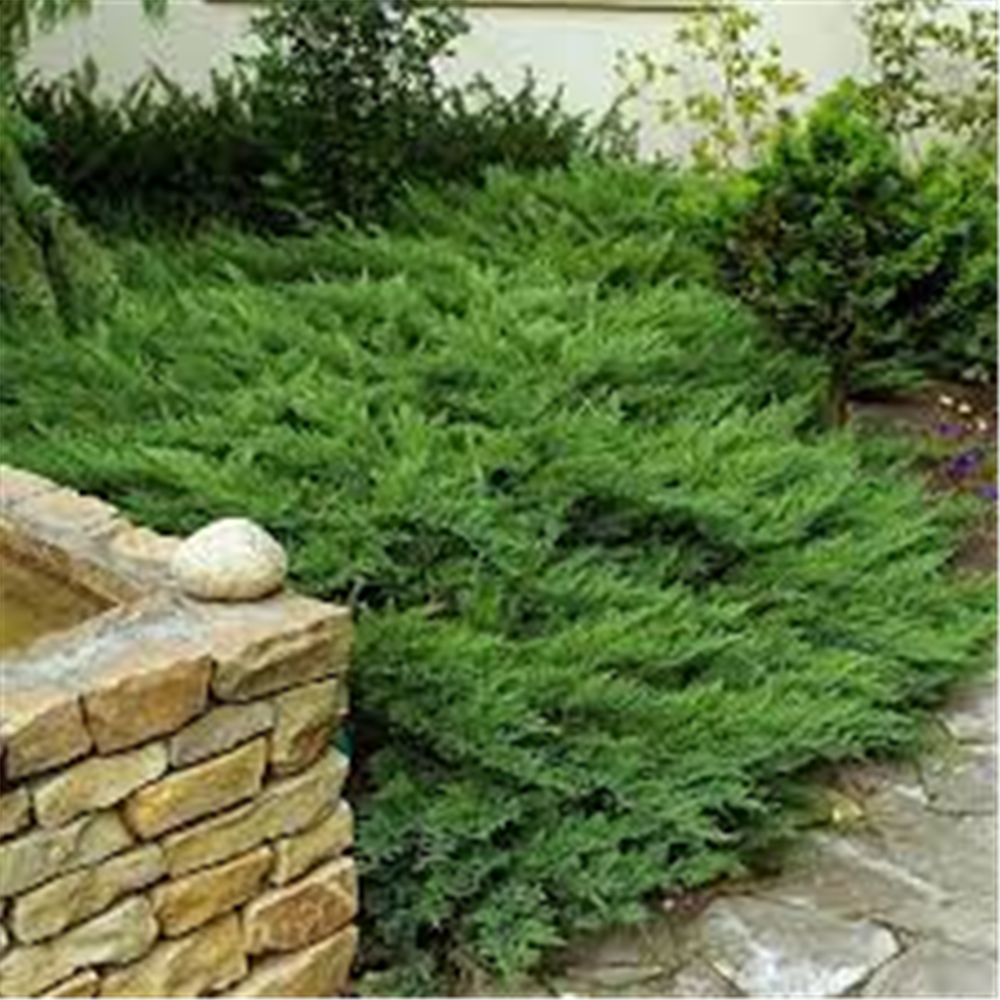 Juniperus horizontalis „Sabina“