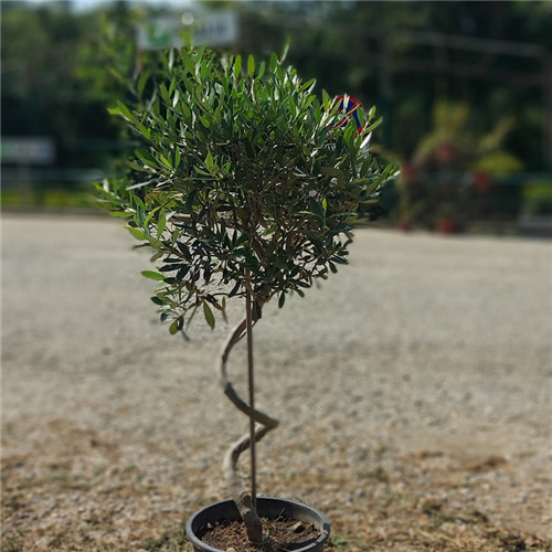 Olea europaea spiralis lollipop, Spiralna maslina