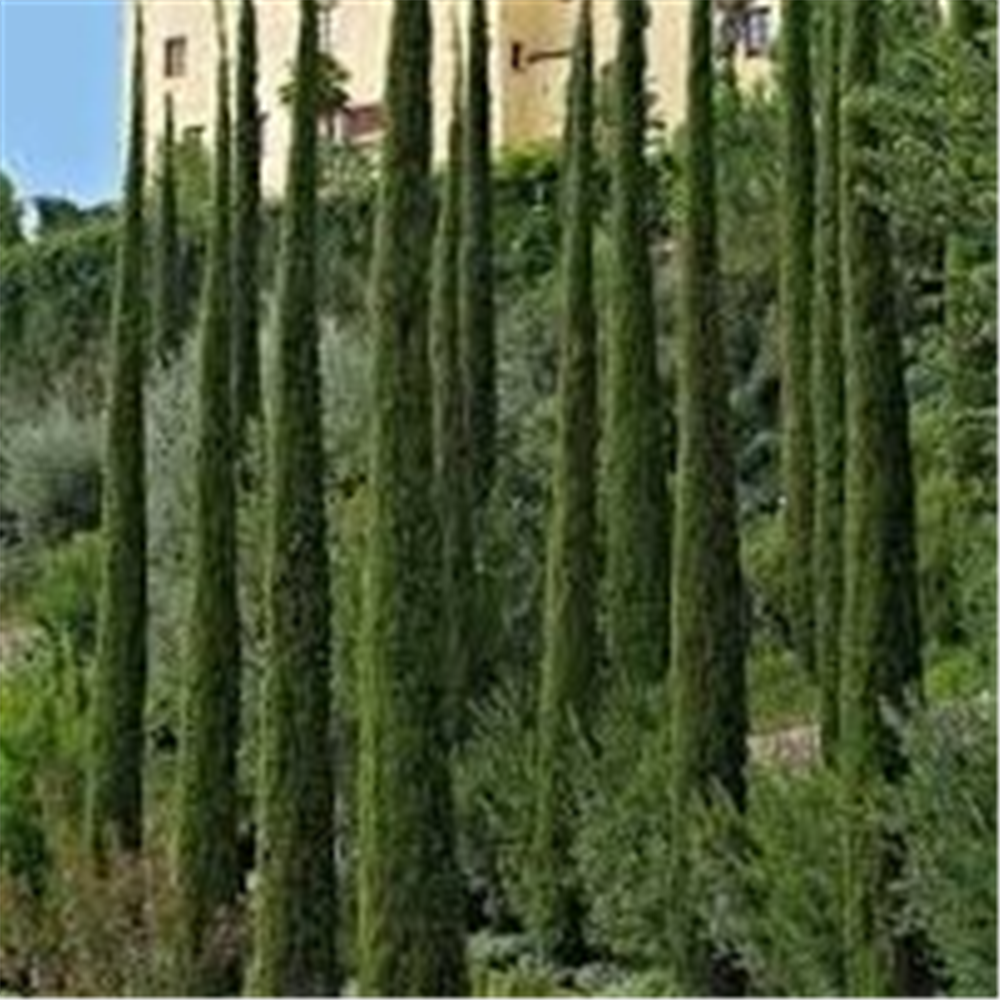 Cupressus sempervirens 'Totem'