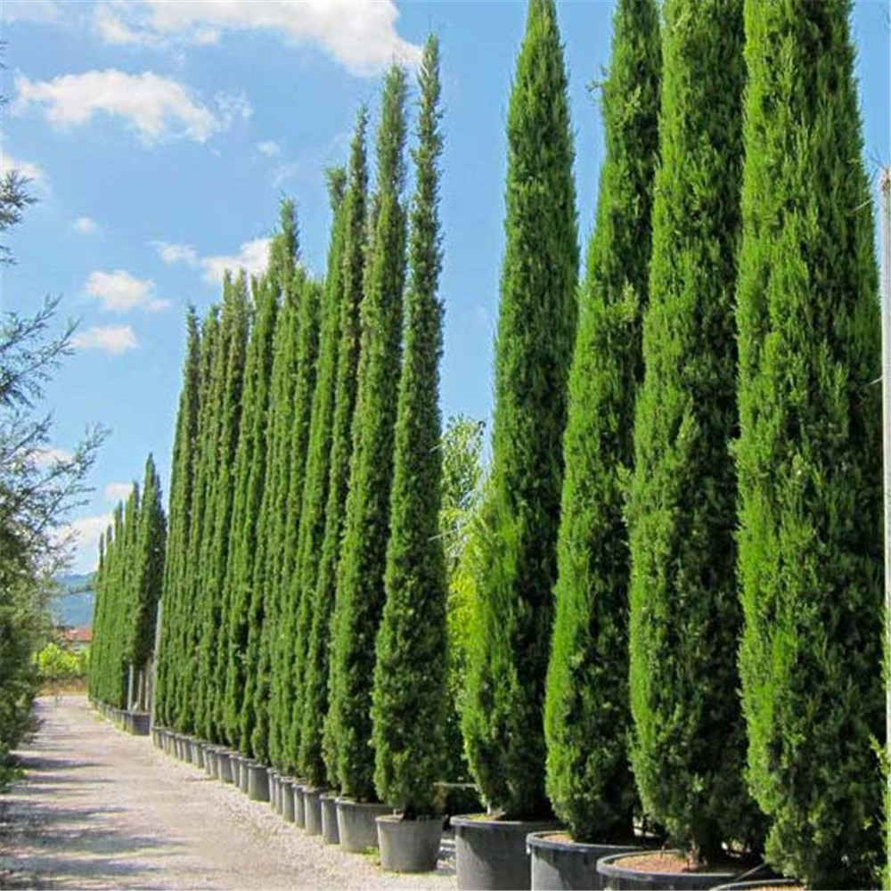 Cupressus sempervirens 'Pyramidalis'