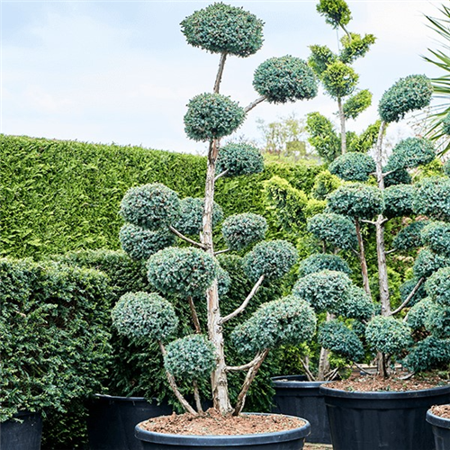 Cupressus Arizonica "Pom Pom"