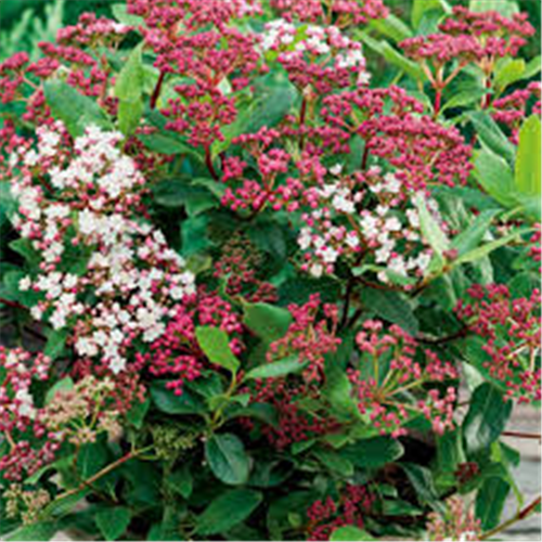 Viburnum tinus