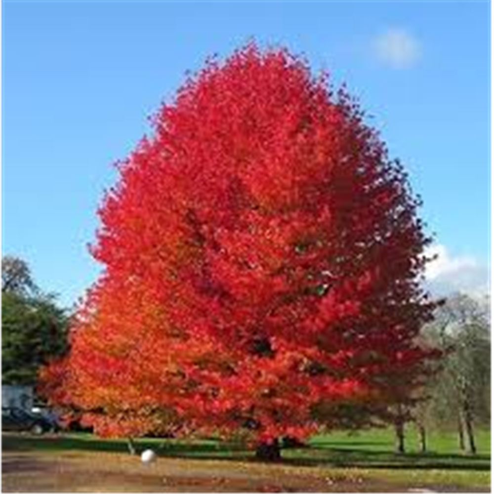 Liquidambar Styraciflua