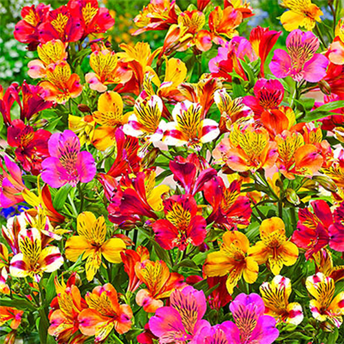 Alstroemeria