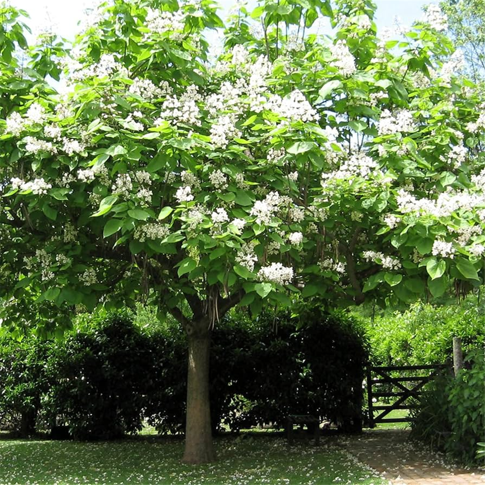 Catalpa Bignonioides