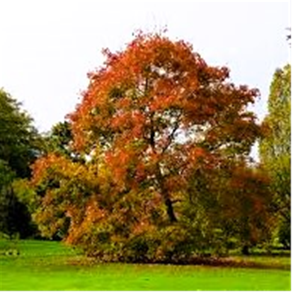 Acer platanoides