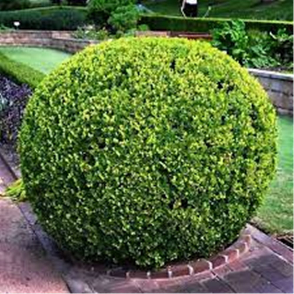 Buxus sempervirens 'Globe'