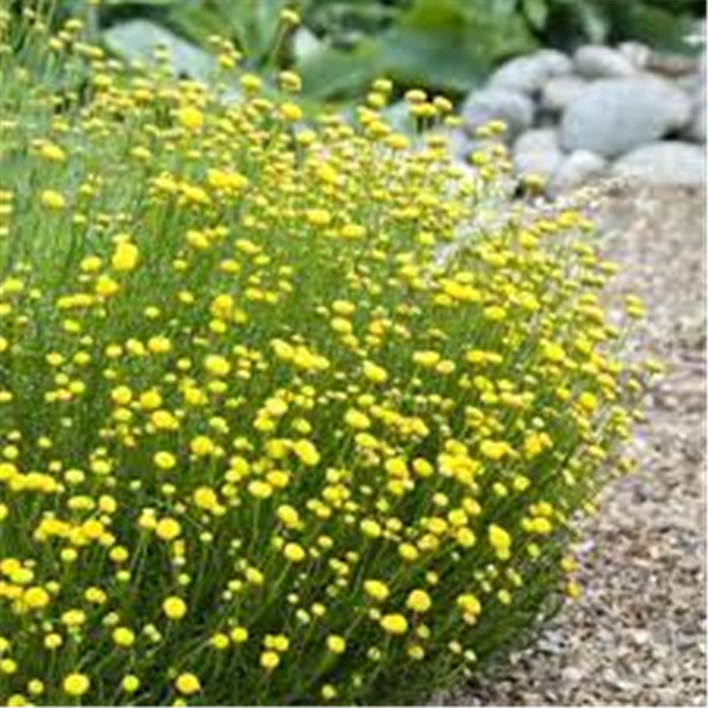 Santolina chamaecyparissus 'Little Nicky',