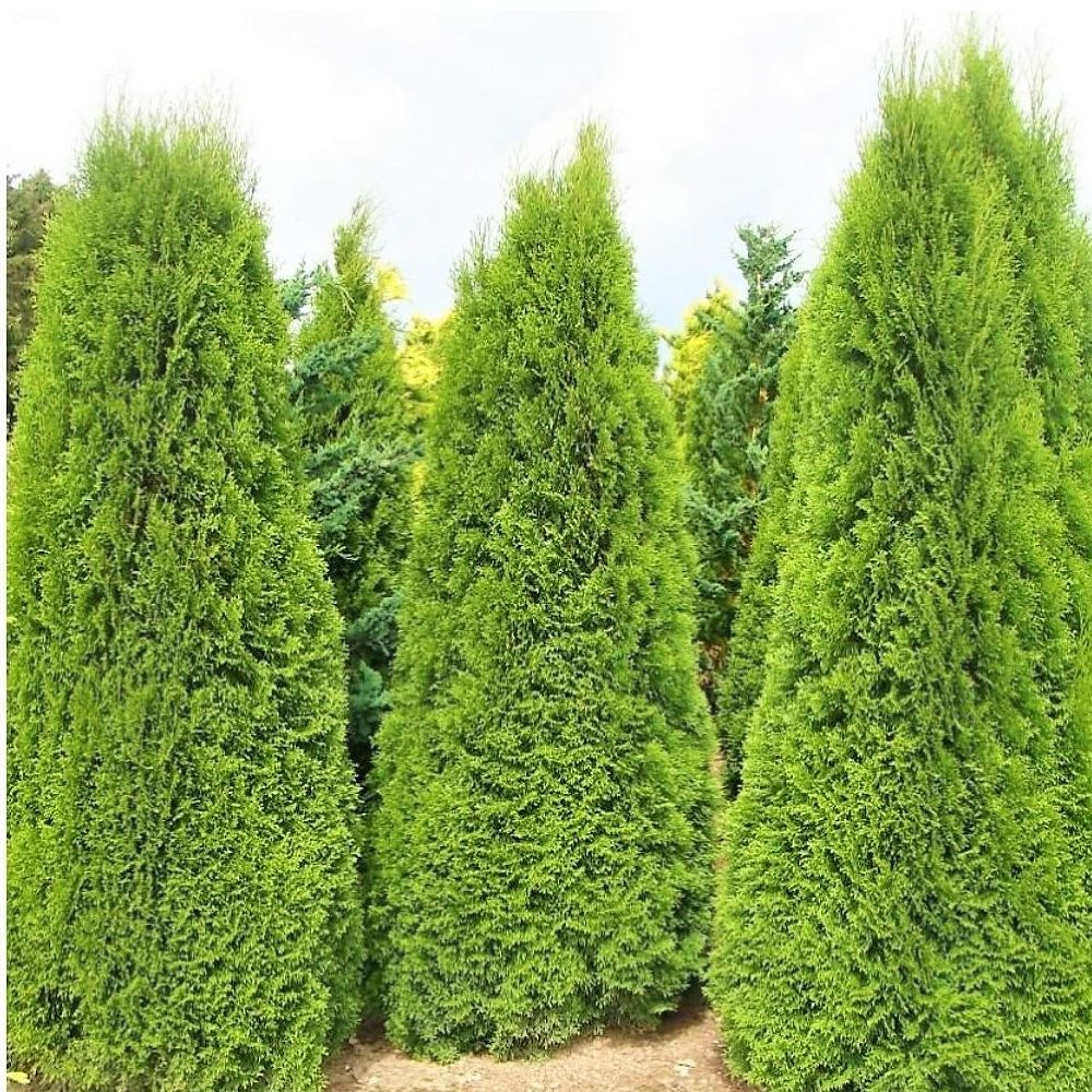 Thuja columna, Tuja kolumna