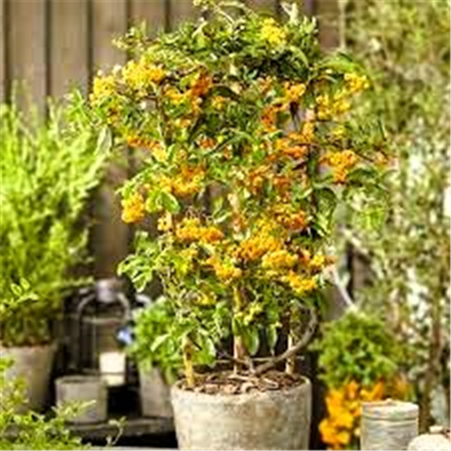 Pyracantha coccinea "Soleil D'or"