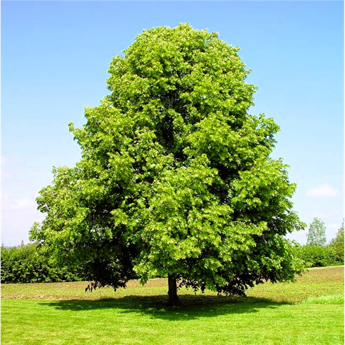 Tilia cordata