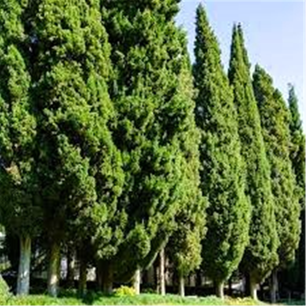 Cupressus sempervirens var. "Horizontalis"