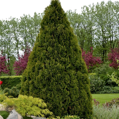 Thuja occ. 'Holmstrup'