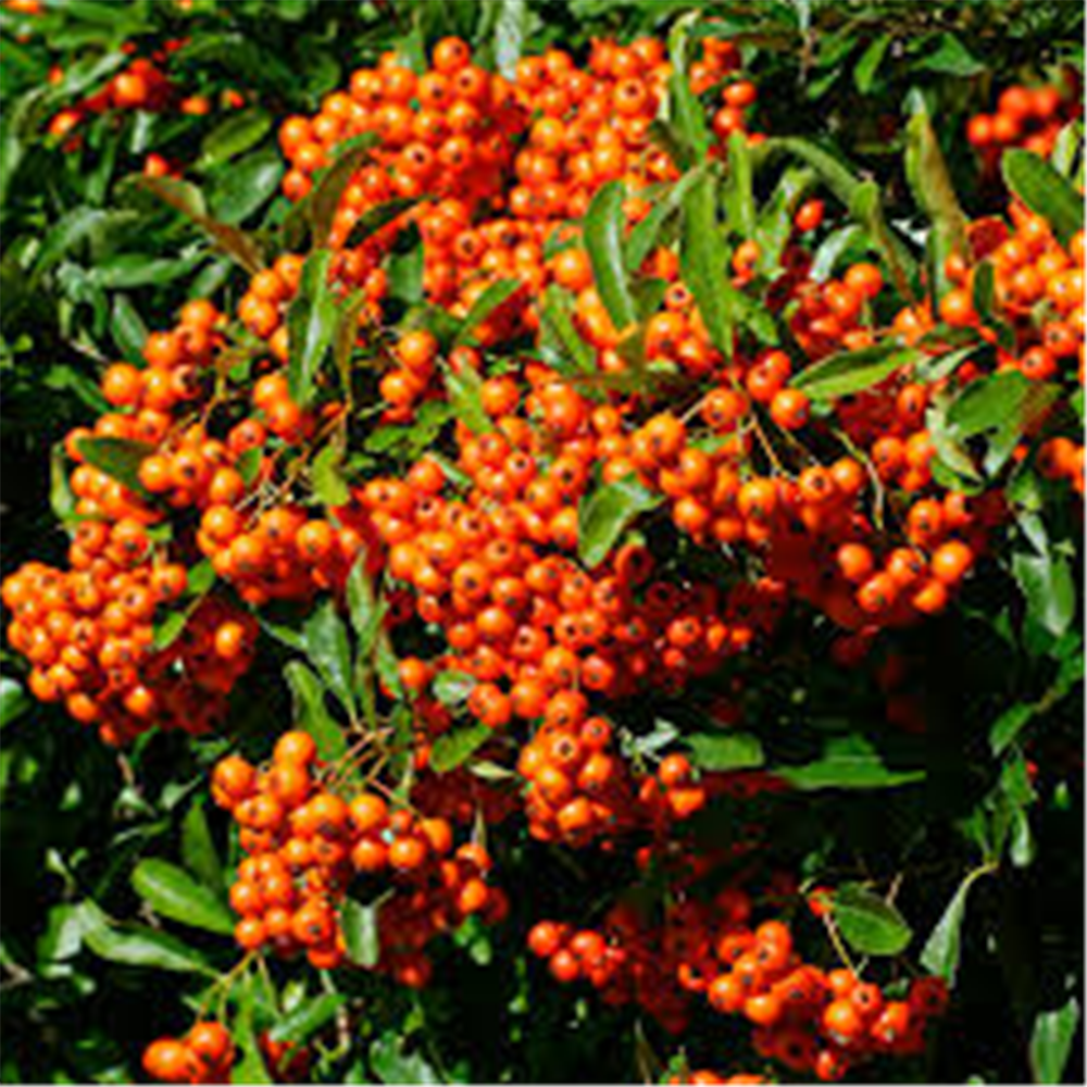 Pyracantha orange, Pirokanta