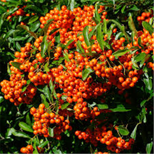 Pyracantha orange, Pirokanta