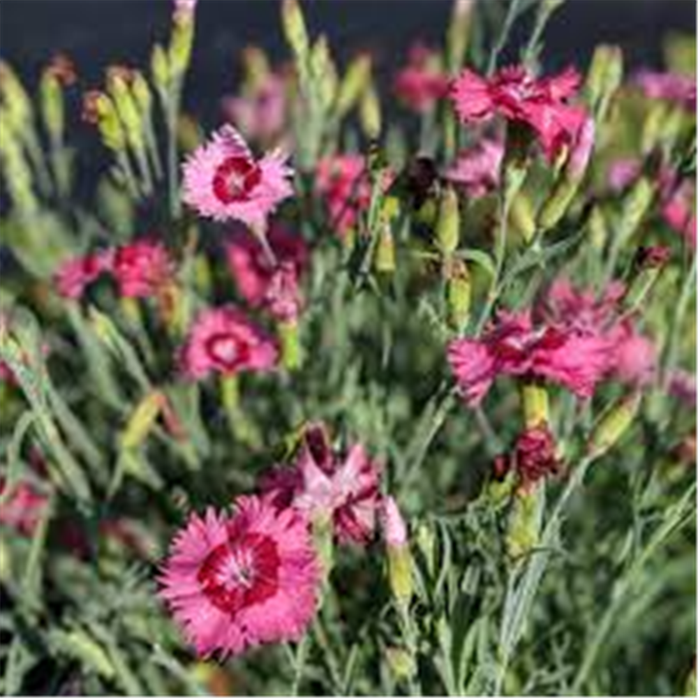 Dianthus plumarius, majski karanfil rozi