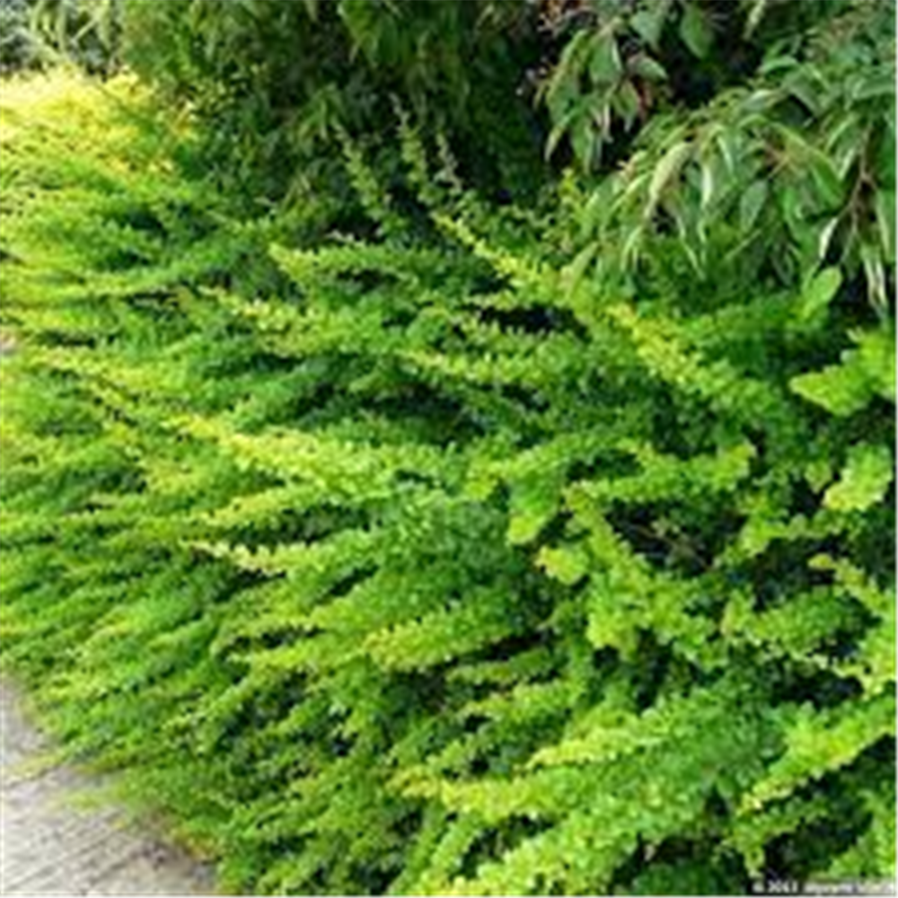 Berberis thunbergii green