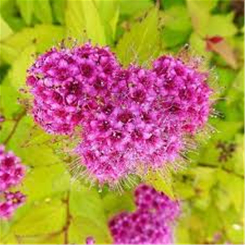 Spirea "Golden princess"