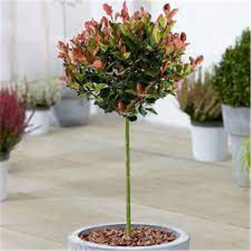 Photinia lollipop