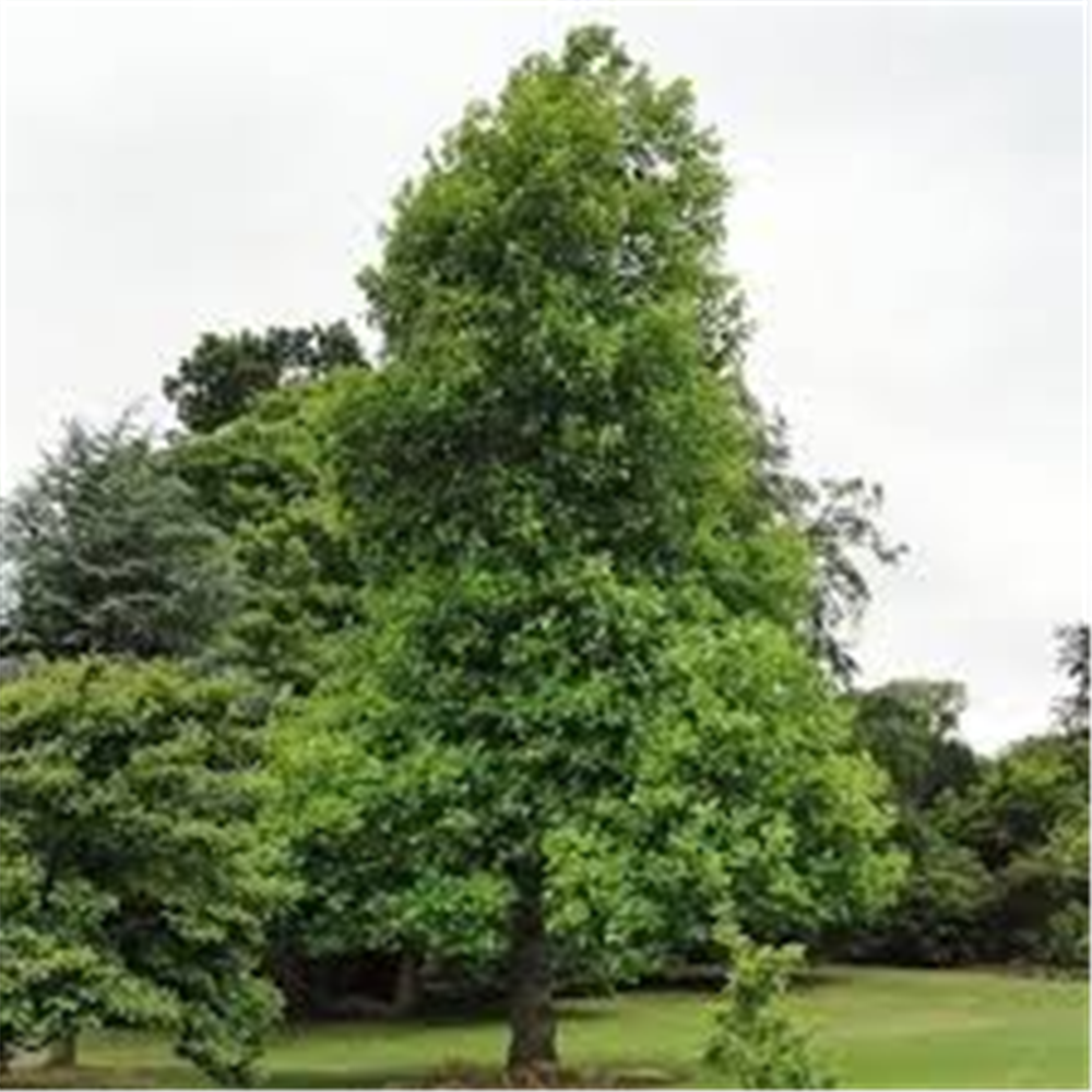 Liriodendron tulipifera, Lalino drvo