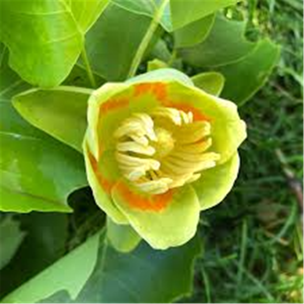 Liriodendron tulipifera, Lalino drvo