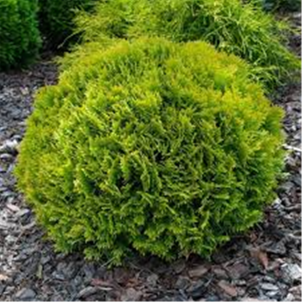 Thuja occ. Golden Globe, Zlatna kuglasta tuja