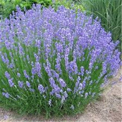 Lavandula angustifolia, Lavanda fi11cm