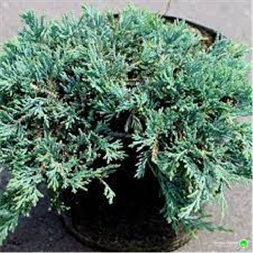 Juniperus ice blue fi 26