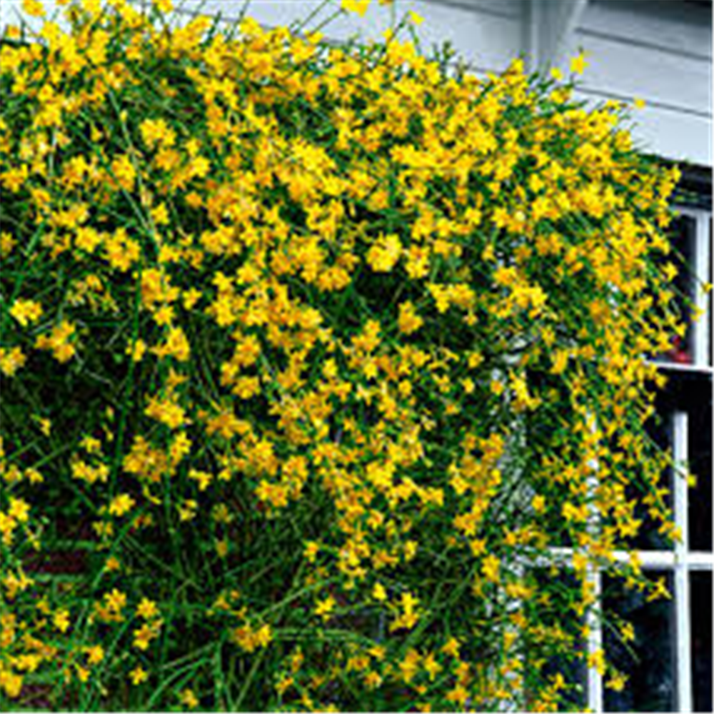 Jasminum nudiflorum, Zimski jasmin