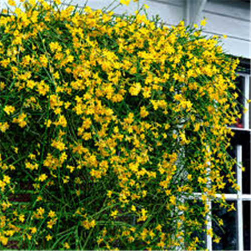 Jasminum nudiflorum, Zimski jasmin