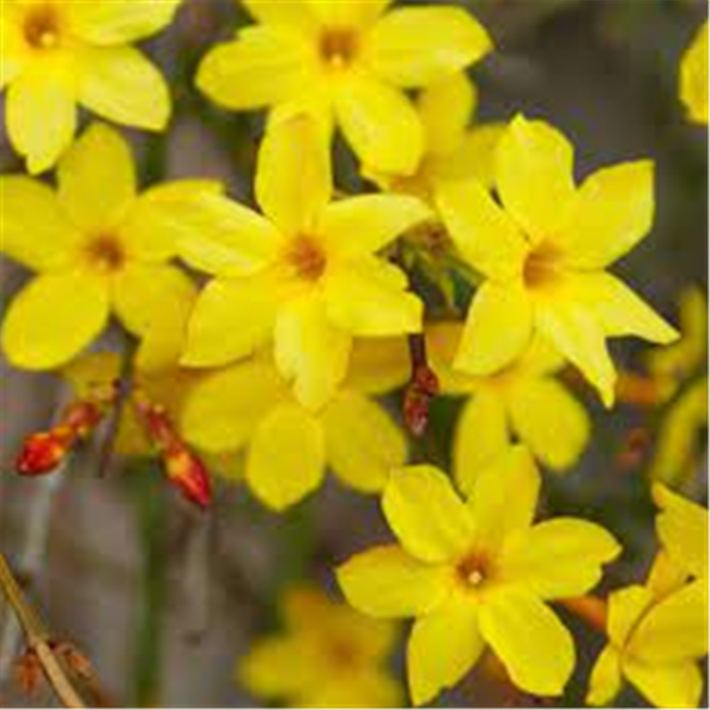 Jasminum nudiflorum, Zimski jasmin