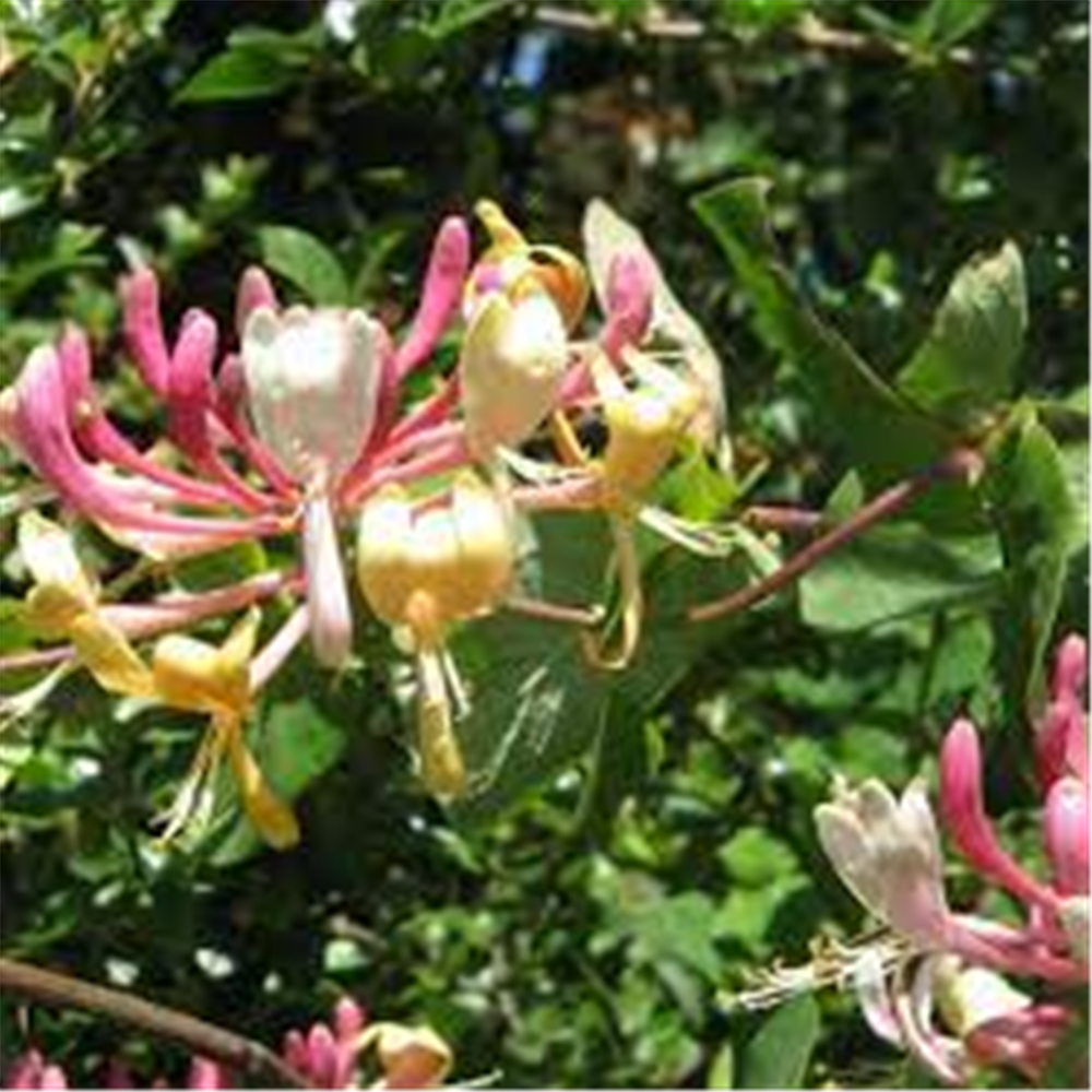 Lonicera caprifolium, Orlovi nokti