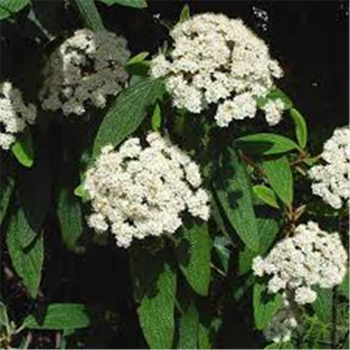 Viburnum rhytidophyllum