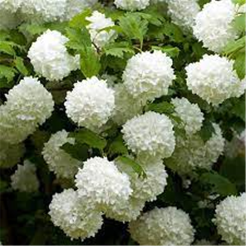 Viburnum opulus