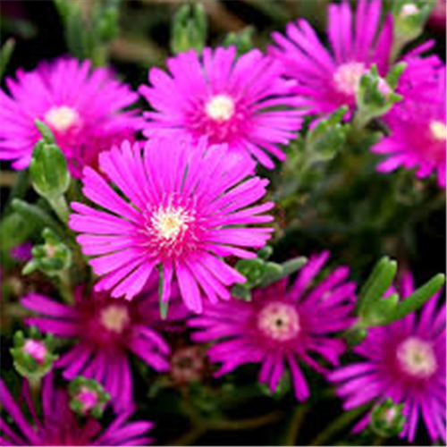 Delosperma coopery, Ledeni cvet