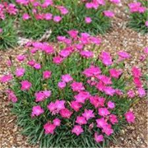 Dianthus, Mirisni karanfil