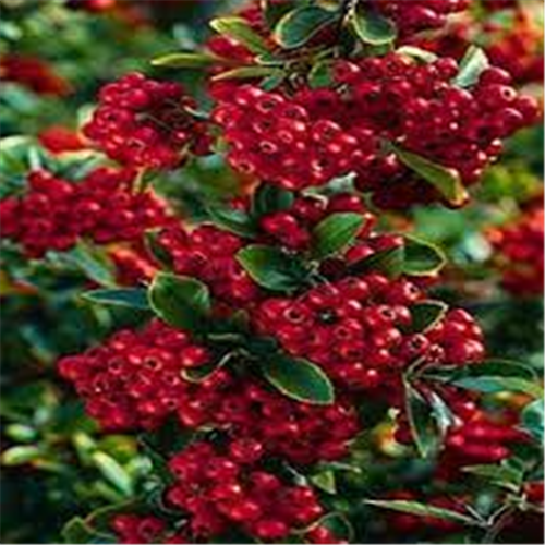 Pyracantha red, Pirokanta