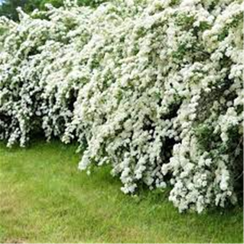 Spirea vanhouttei