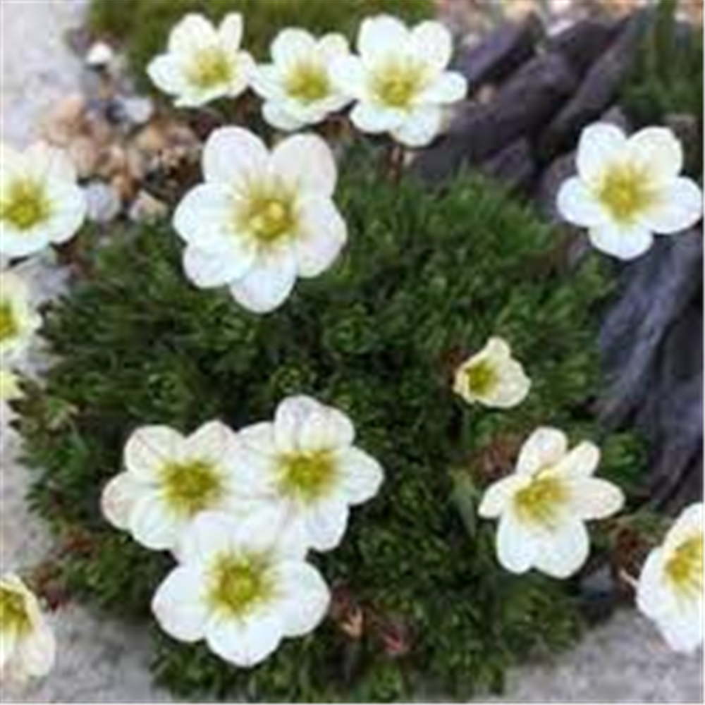 Saxifraga x arendsii "Pixie white"