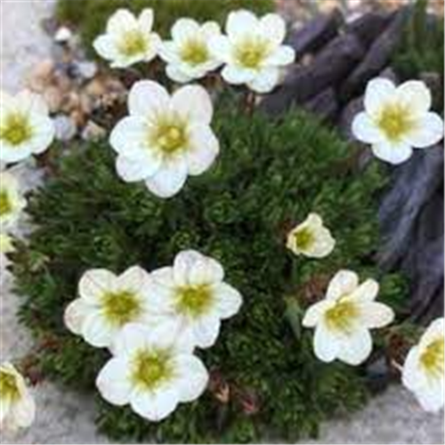 Saxifraga x arendsii "Pixie white"