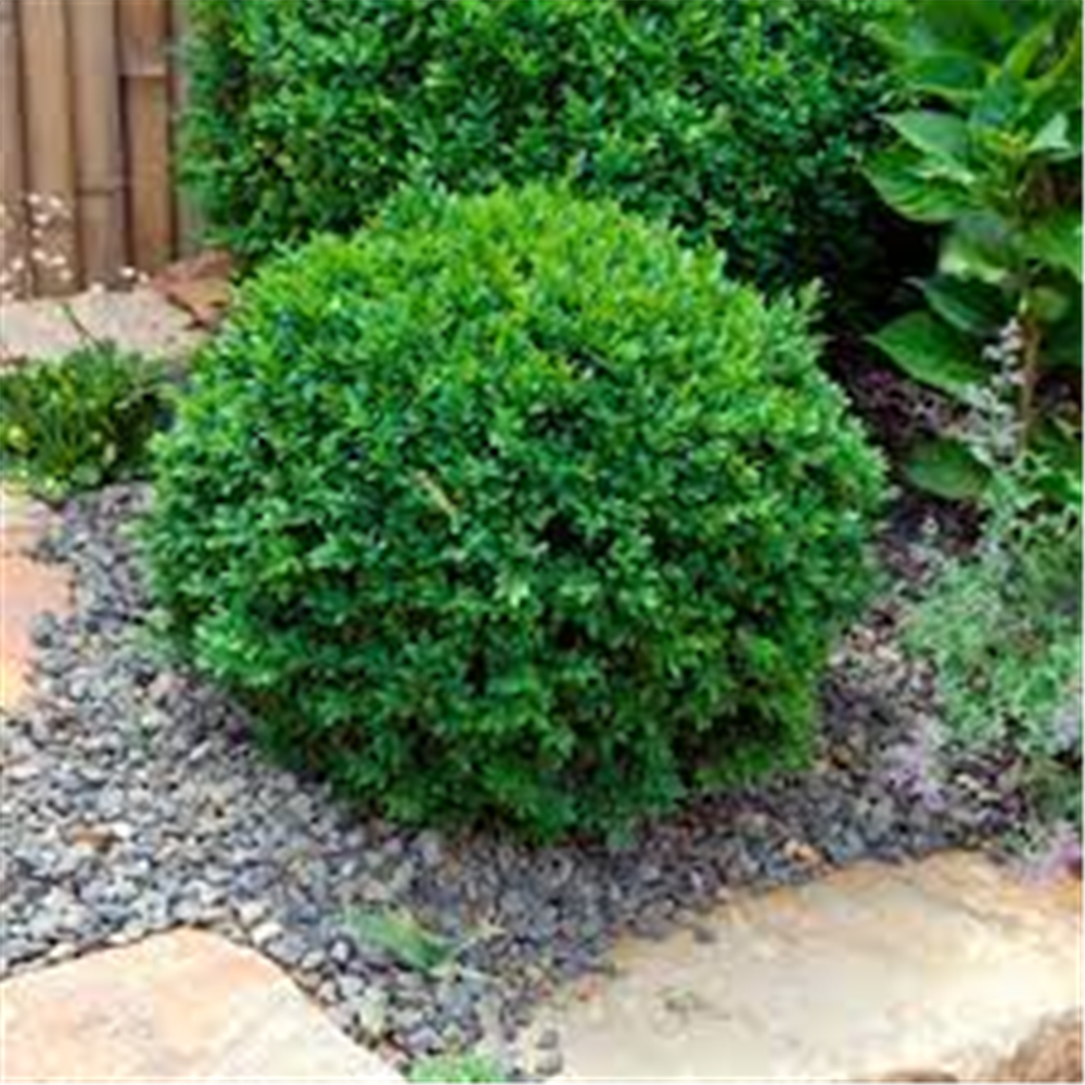 Buxus sempervirens, Spororastući šimšir