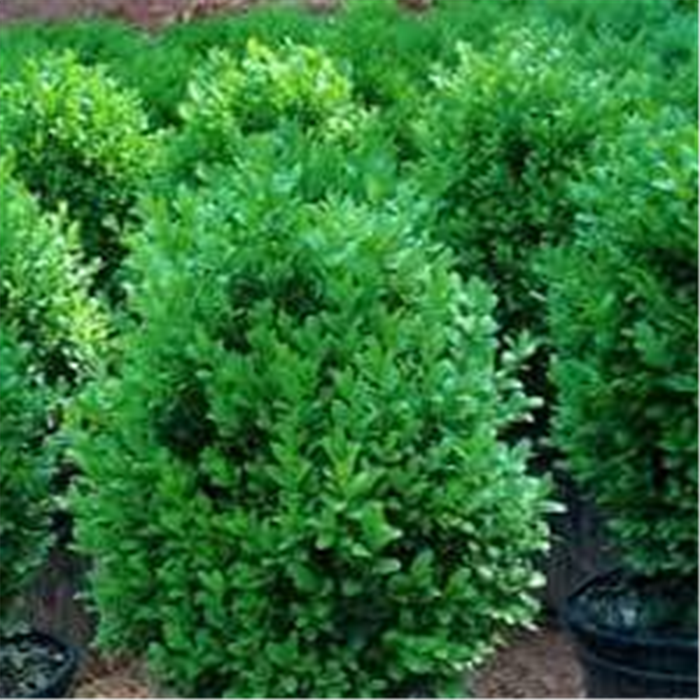 Buxus sempervirens, Brzorastući Šimšir