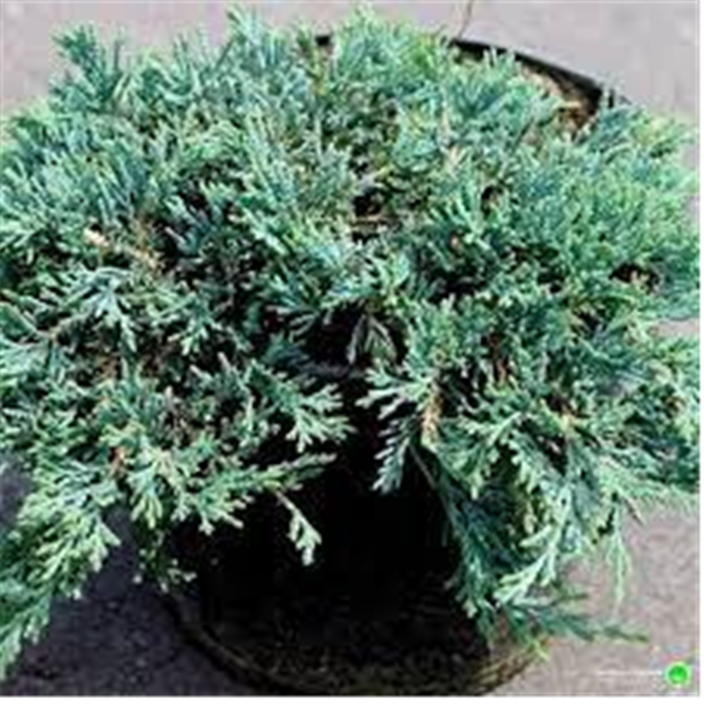 Juniperus ice blue fi 22