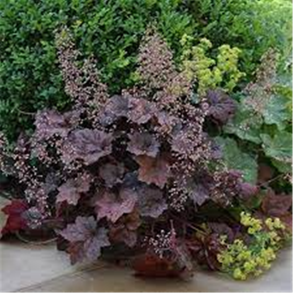 Heuchera “Palace Purple”