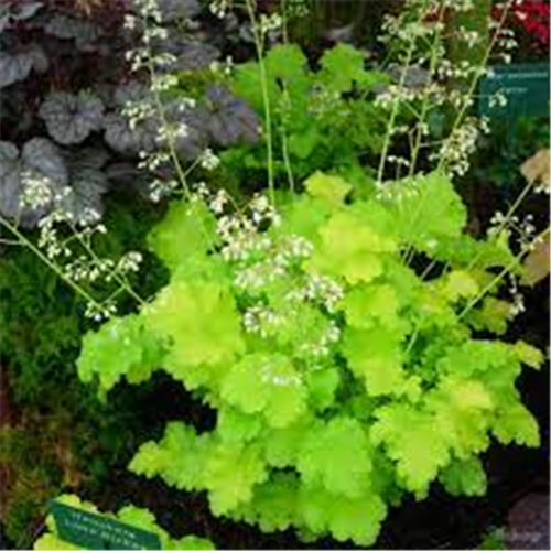 Heuchera "Lime Rickey"