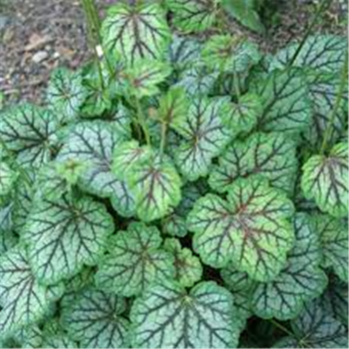 Heuchera "Green Spice"