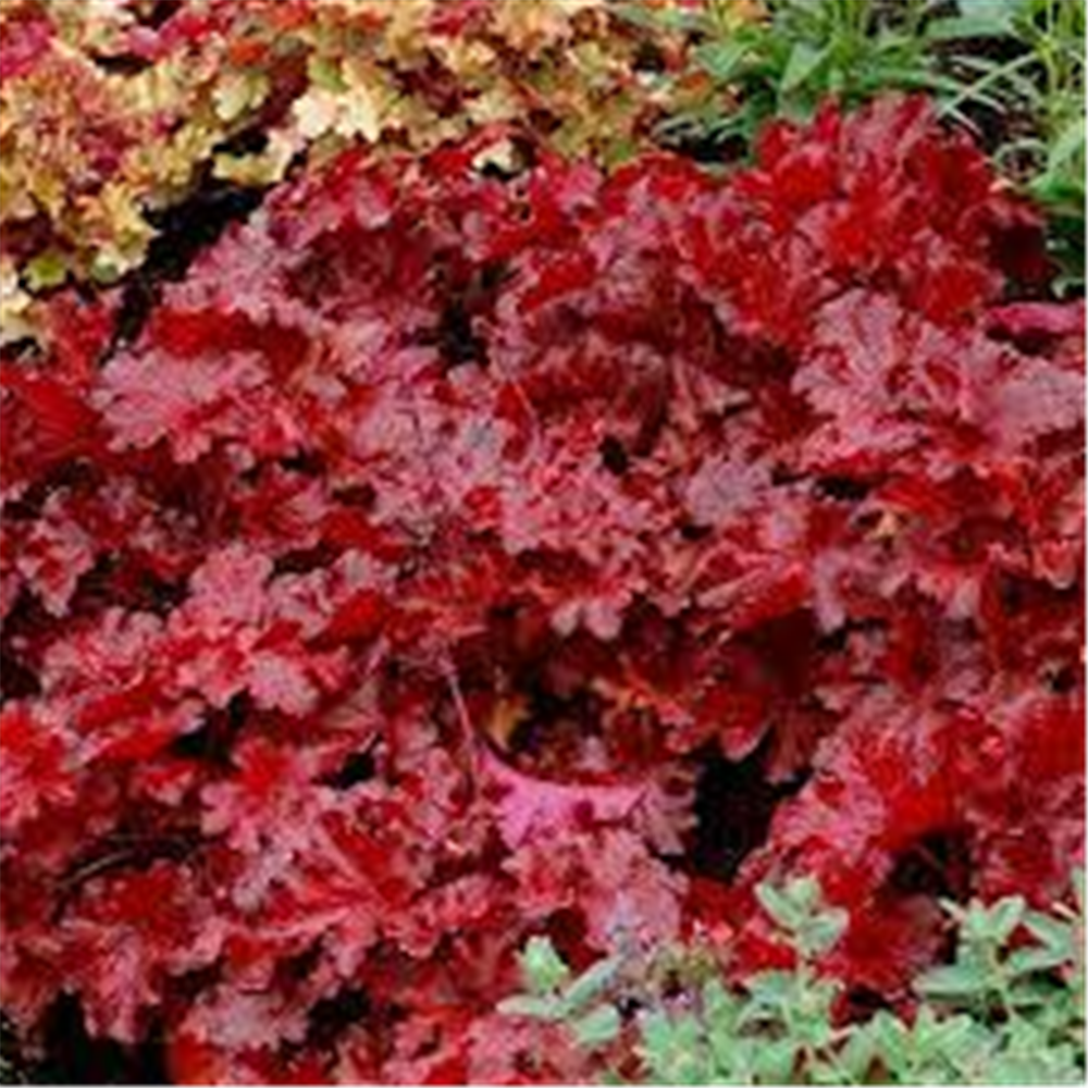 Heuchera "Forever red"