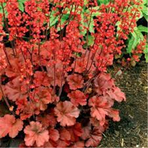 Heuchera "Cherry Cola"