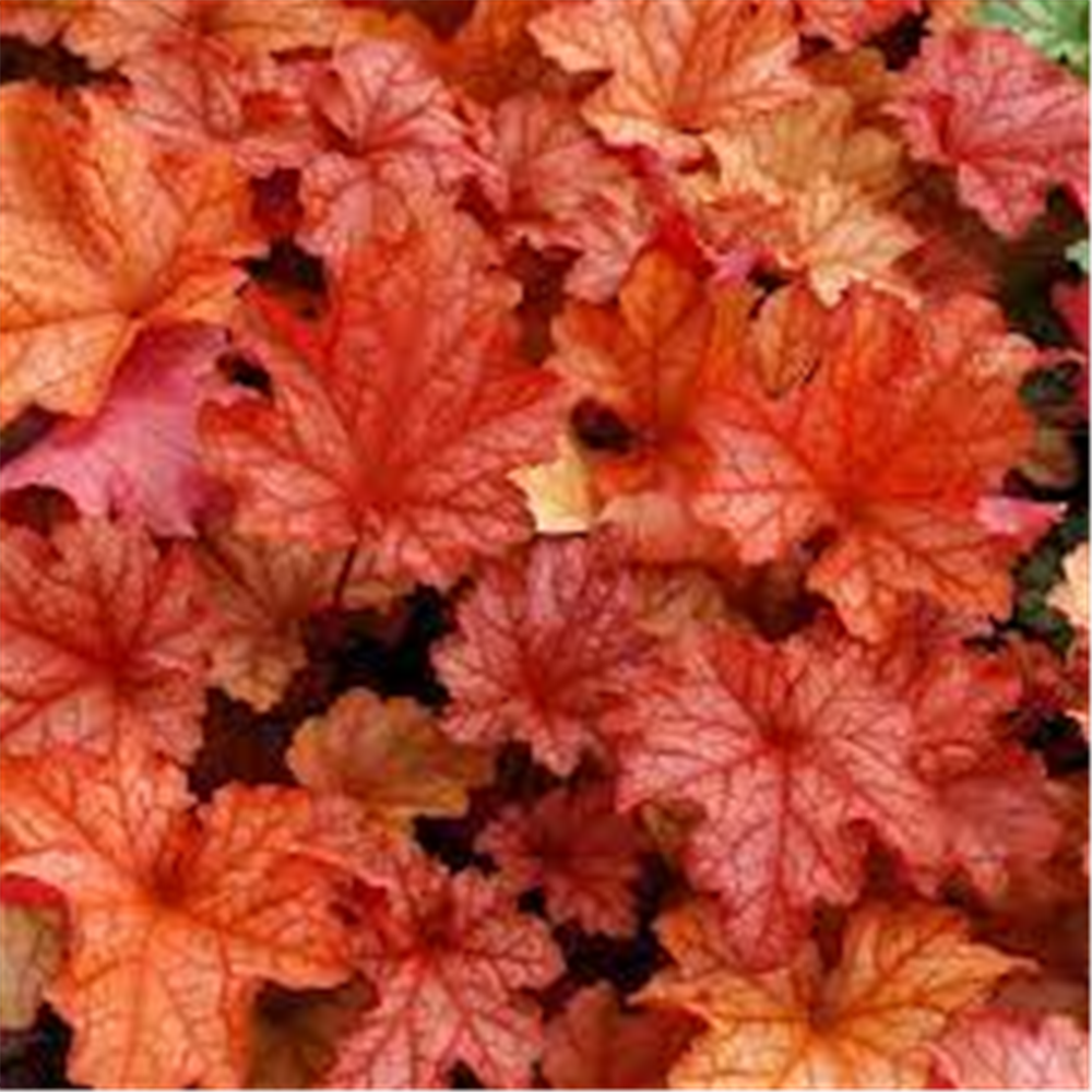 Heuchera "Paprika"